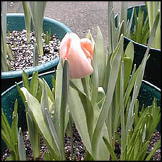 the first tulip of spring