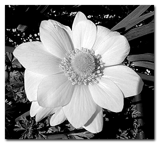 White anemone