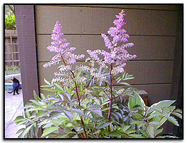 astilbes