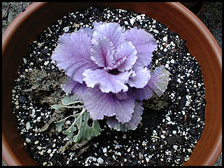 purple cabbage