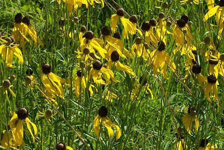 Prairie coneflowers