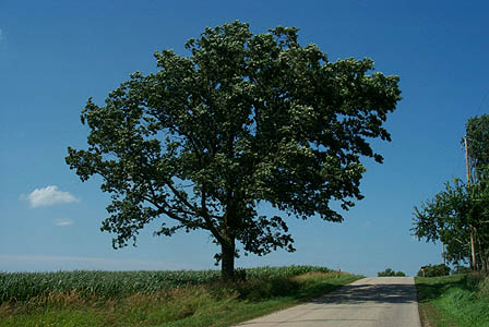 Lonesome tree, Waushara Co., July 2002