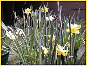 A drift of daffodils.