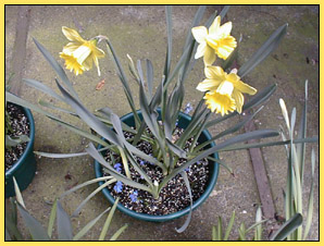 Daffs and squill.