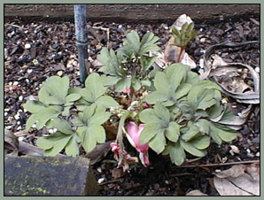 Baby dicentra.