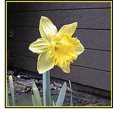 The first daffodil of the year.