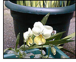 A yellow and white violet blooming.