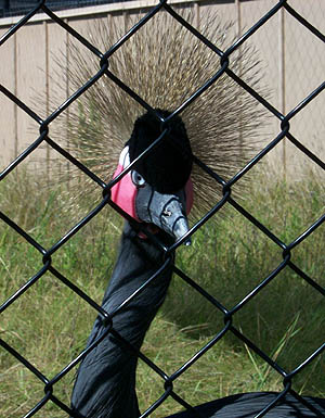 African crowned crane