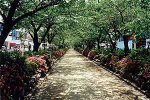 Cherry tree lane