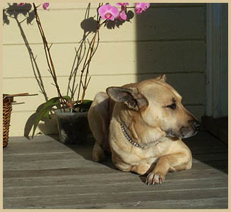 Sunny porch