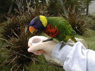 Lorikeet