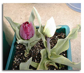 Purple Negril tulip