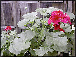 pink geranium