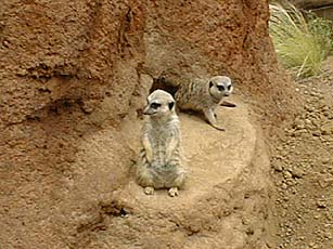 Meerkats