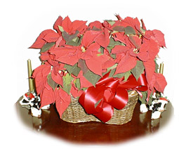 poinsettia