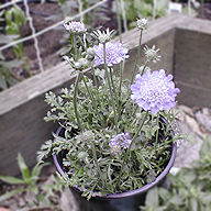 Scabiosa