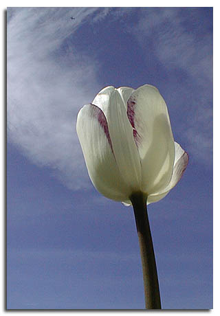 Tulip and airplane