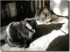 Sunny cats.