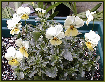 A cluster of yellow violets.